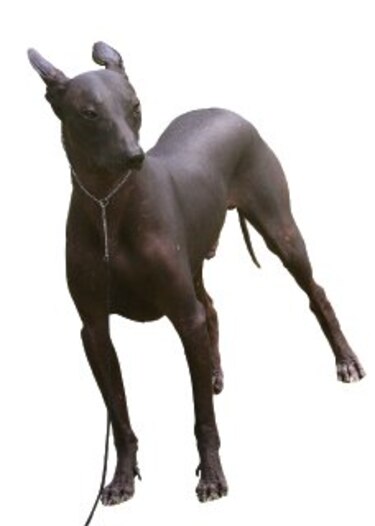 El perro sin pelo, de aniversario