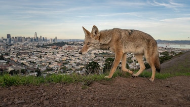 Las potentes y conmovedoras imágenes ganadoras del concurso Fotógrafo de Vida Silvestre del Año 2026