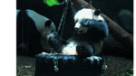 El zoológico de Atlanta: un hogar lleno de aprendizaje