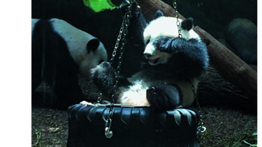 El zoológico de Atlanta: un hogar lleno de aprendizaje