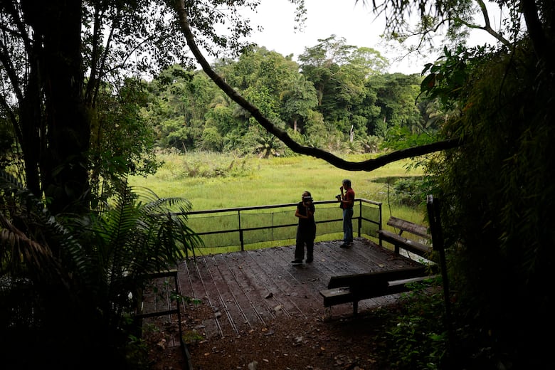 Panamá se consolida como destino para la observación de aves en el Global Big Day