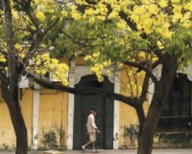 Ambiente: Guayacanes en flor