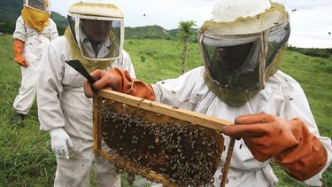 Incentivos para cría de abejas
