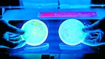 Discuten sobre resistencia a los antimicrobianos