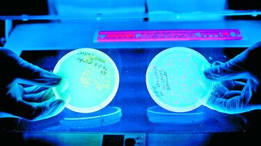 Discuten sobre resistencia a los antimicrobianos