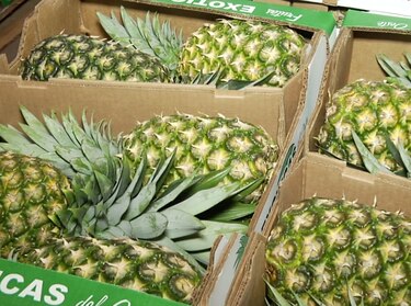 La piña panameña llegará a Nueva Zelanda