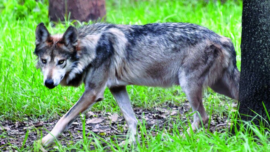 Esperanza para crías de lobos