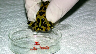 Abren nuevo refugio para la conservación de anfibios