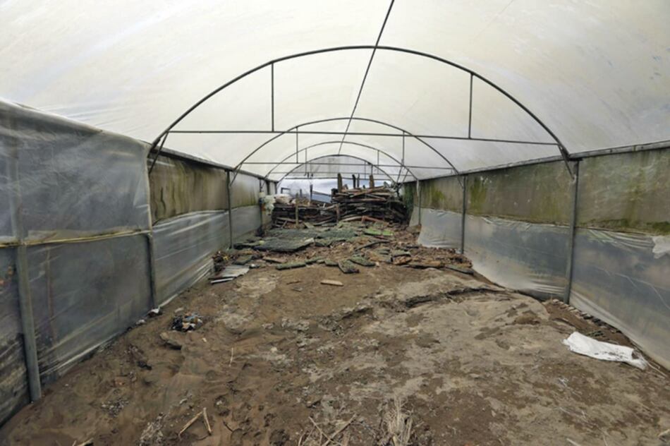 Se desploma economía chiricana; productores desesperados