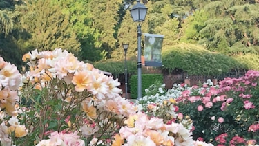 Madrid y su oasis entre rosas