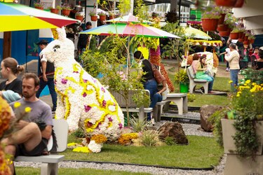 Un viaje por el color y el aroma de las flores que adornan las calles de Volcán