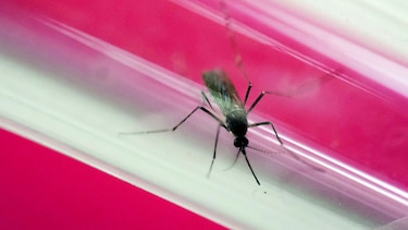 El virus zika deja de ser 'emergencia sanitaria mundial': OMS