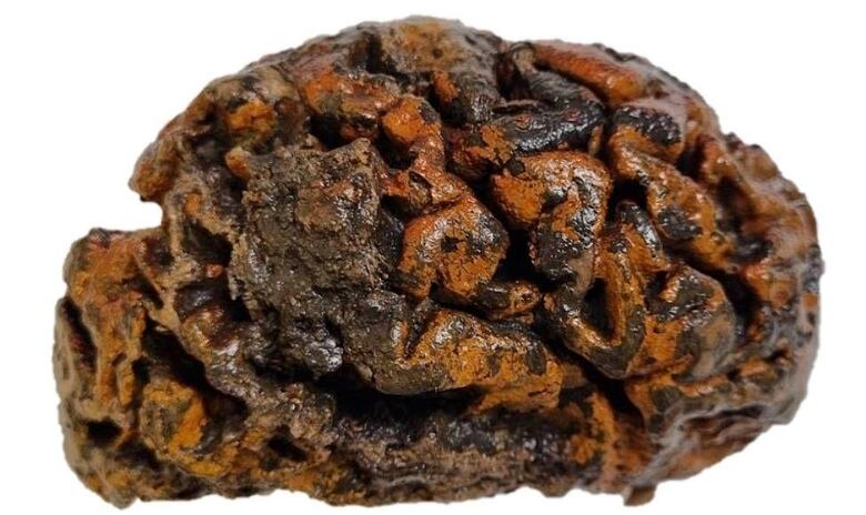 La científica que colecciona cerebros antiguos y busca descifrar por qué pueden perdurar hasta miles de años