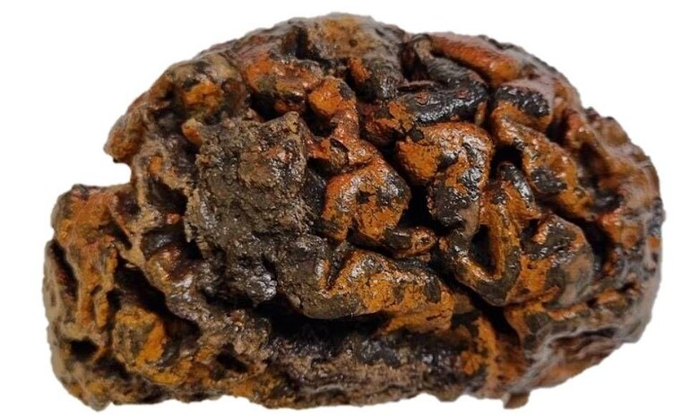 La científica que colecciona cerebros antiguos y busca descifrar por qué pueden perdurar hasta miles de años