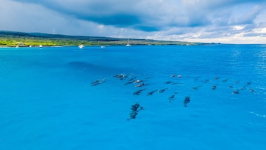 Avistan más de cien delfines nadando cerca de la isla Floreana, en Galápagos