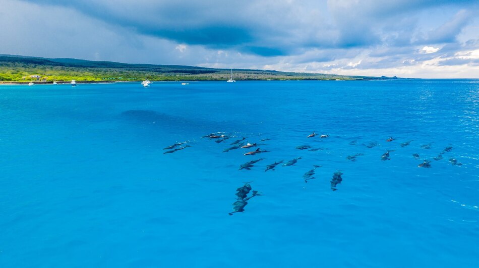 Avistan más de cien delfines nadando cerca de la isla Floreana, en Galápagos