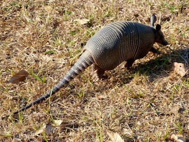 ¿Traficante e influencer? Lo capturan por comercializar carne silvestre en redes sociales