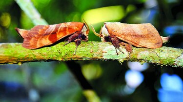 Tras las mariposas de la noche