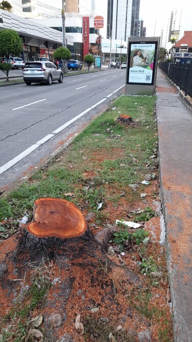 Polémica en Marbella: sorpresiva tala de árboles desata críticas contra la Alcaldía de Panamá