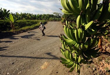 Incorporarán puré de banano a merienda escolar en Honduras