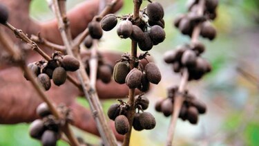 Colombia pierde áreas cultivadas de café