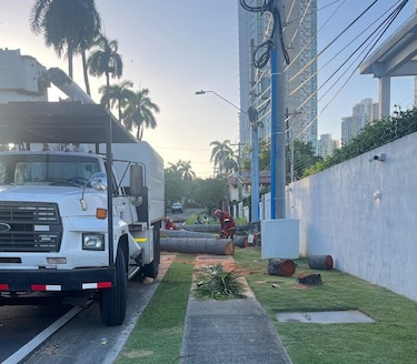 Indignación vecinal por tala de palmas reales en Parque Lefevre