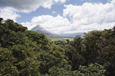 Descuido forestal