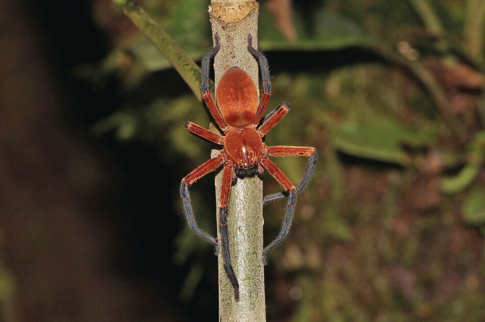 Esta es la araña cangrejo gigante