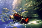 Papá Noel se da un chapuzón entre tiburones en Río de Janeiro