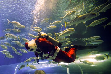 Papá Noel se da un chapuzón entre tiburones en Río de Janeiro