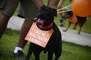 Aprueban sanciones por maltrato a animales