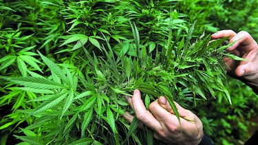 Uruguay, sin marihuana en farmacias hasta noviembre