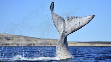 Visita récord de ballenas francas en la Patagonia argentina