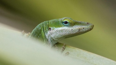 Evolución extrema: los animales que se transforman a gran velocidad para sobrevivir