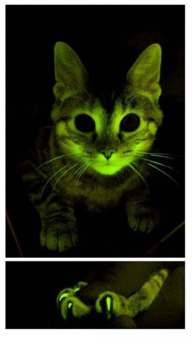 Gatos fosforescentes, nueva herramienta en investigación del sida