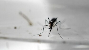OMS convoca a reunión de emergencia por el virus zika