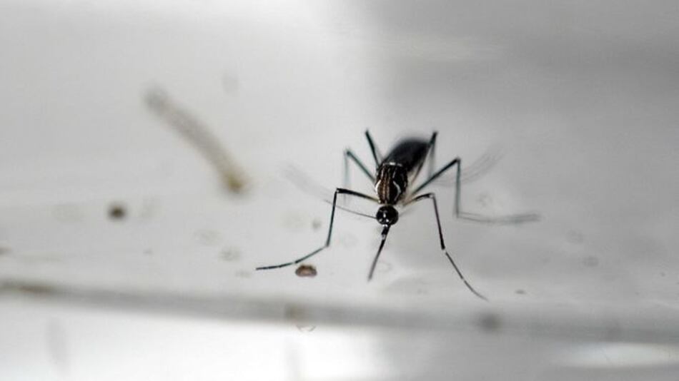 OMS convoca a reunión de emergencia por el virus zika