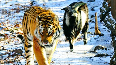 Extraña amistad de cabra y tigre puede haber terminado