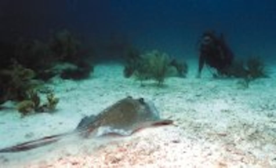 Rayas, tímidas pero temidas