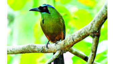 Naturaleza en peligro