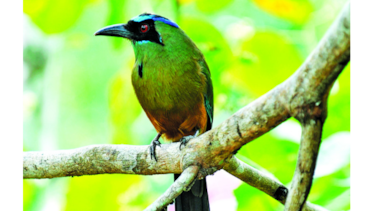 Naturaleza en peligro