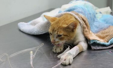 Empiezan a regir en Panamá las penas contra el maltrato animal