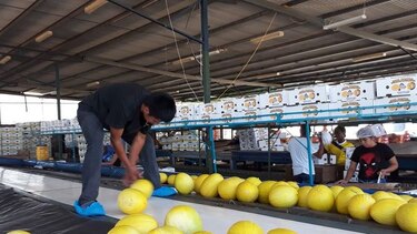 Gobierno adeuda a los agroexportadores de Azuero 3 millones de dólares