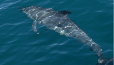 Negocios con una isla que es refugio natural