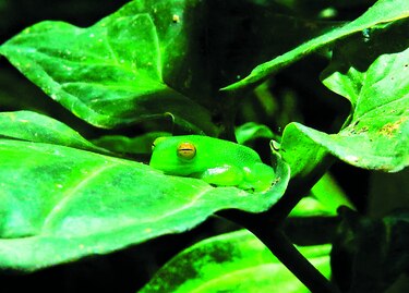 La recuperación de anfibios