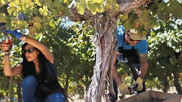 Aleccionadora excursión a un viñedo chileno