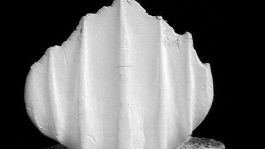 Dentículos: una mirada al pasado de los tiburones