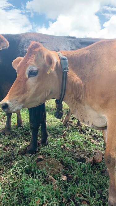 ‘Leche verde’ de vacas que pastorean en ‘El Recreo’ 