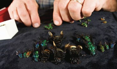 Las abejas de las orquídeas y los eventos climáticos fuertes