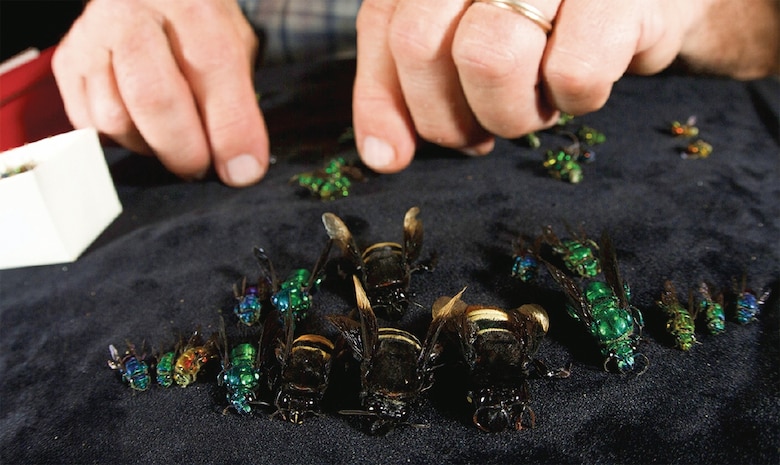 Las abejas de las orquídeas y los eventos climáticos fuertes